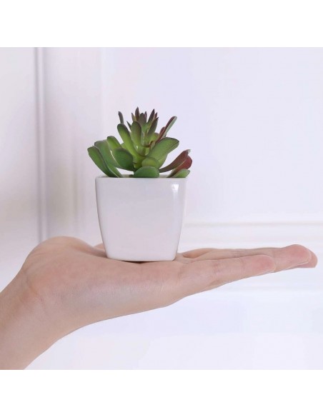 PÈLE MÊLE AVEC PLANTE SUCCULENTE