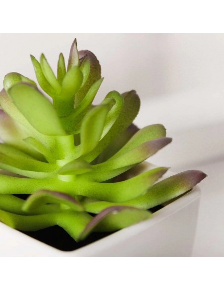 PÈLE MÊLE AVEC PLANTE SUCCULENTE